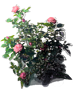 Róża "Carina"